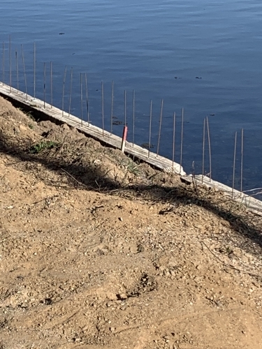 Armering klargjort til støbning ved kystnært anlægsarbejde